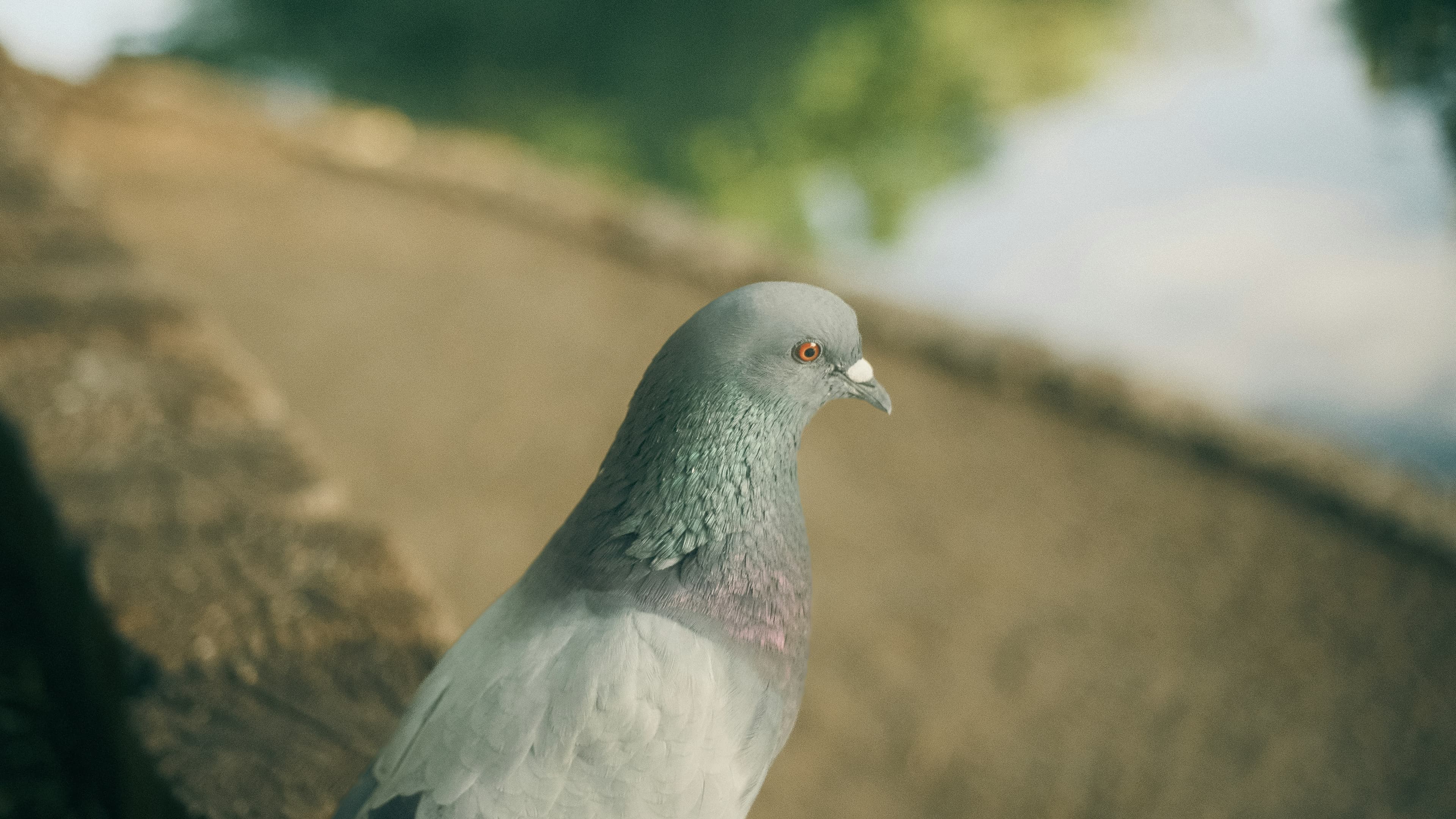 I Trained a Pigeon to Play Quantise - Here's What Happened